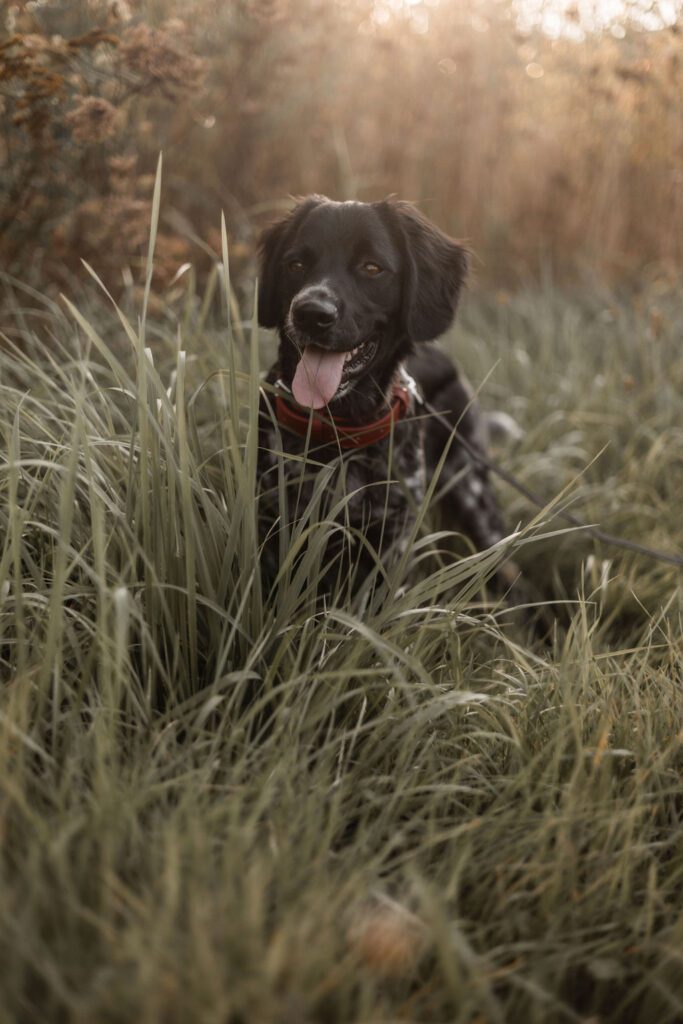 diy-reed-diffuser-recipe-that-is-dog-friendly