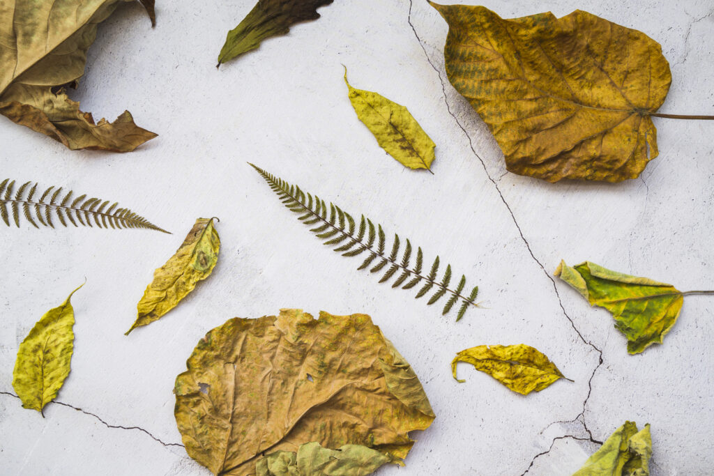 drying-leaves