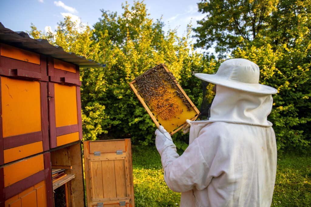 bee-sting-treatment-for-humans-and-pets