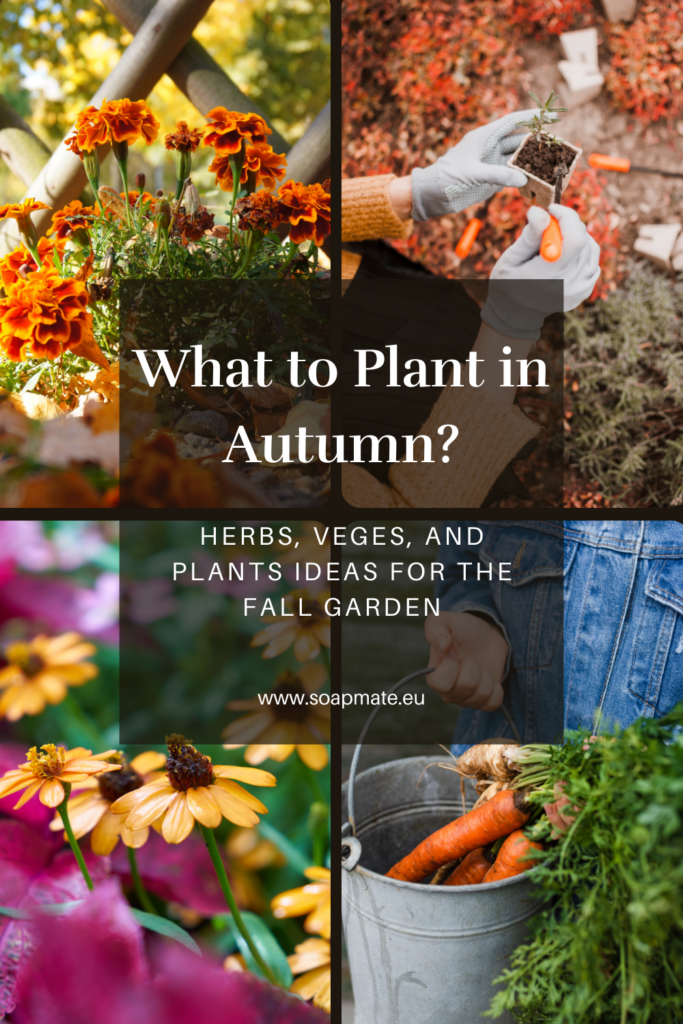 what-to-plant-in-autumn-garden