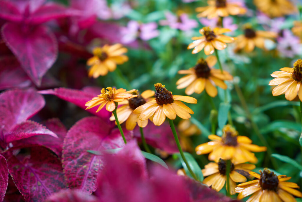 flowers-to-sow-in-autumn