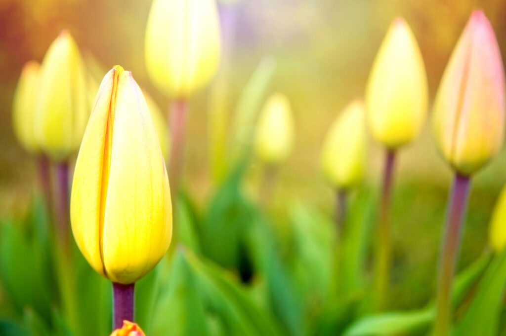 daffodils-to-plant-in-autumn-garden