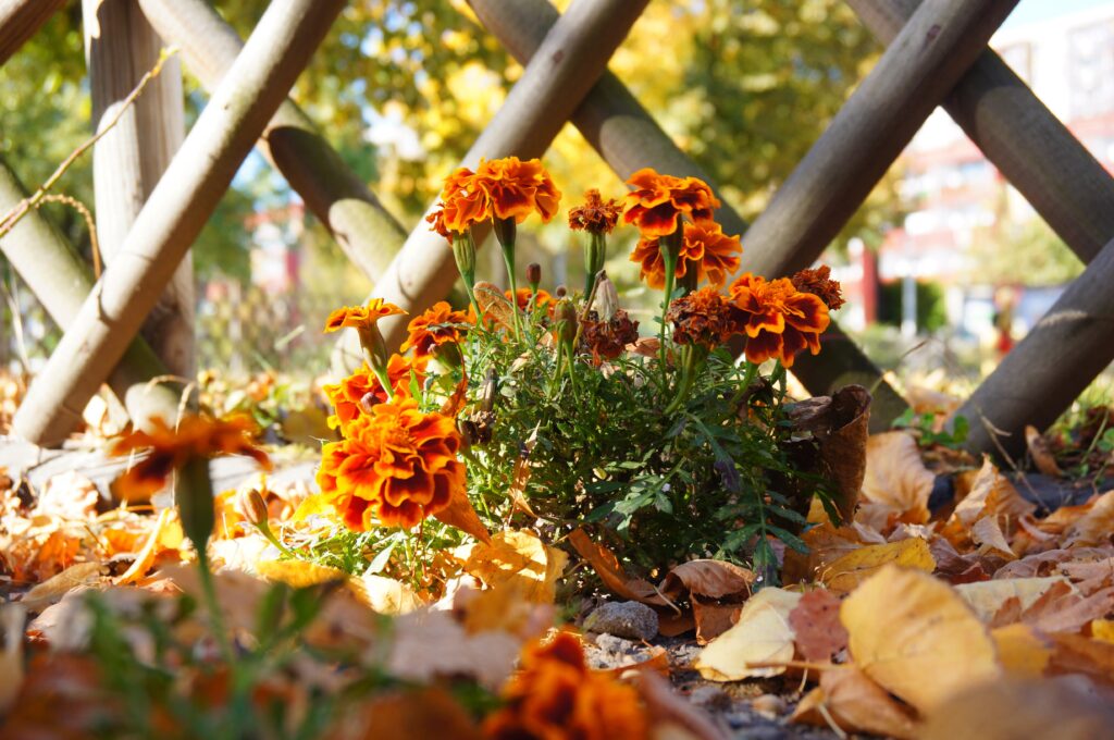 marigold-plant-in-autumn-garden