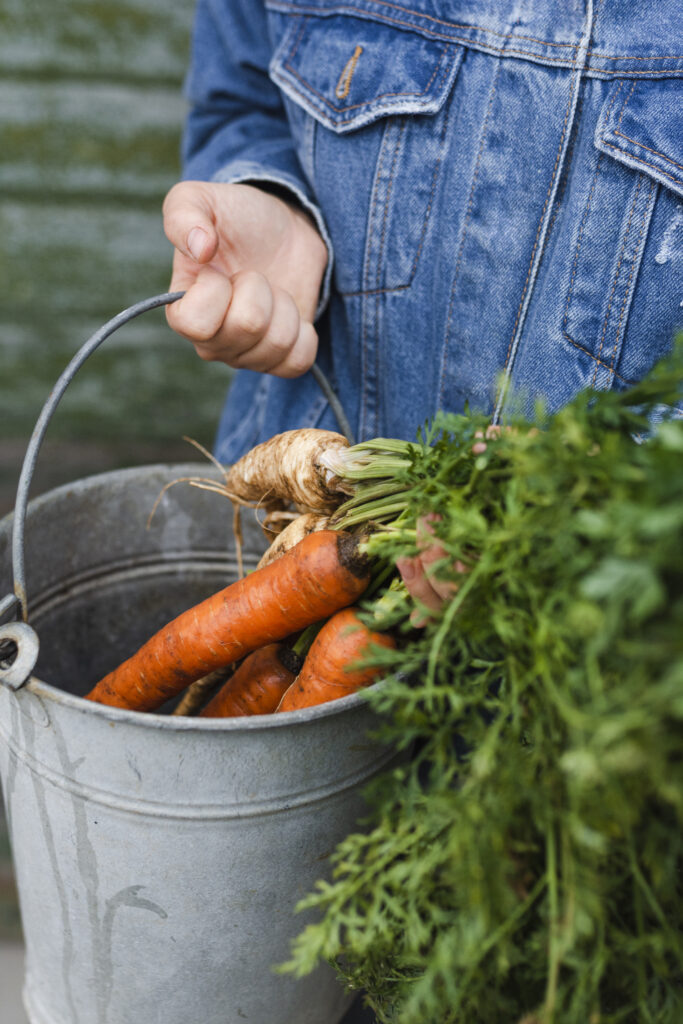 homegrown-carrots-autumn-garden