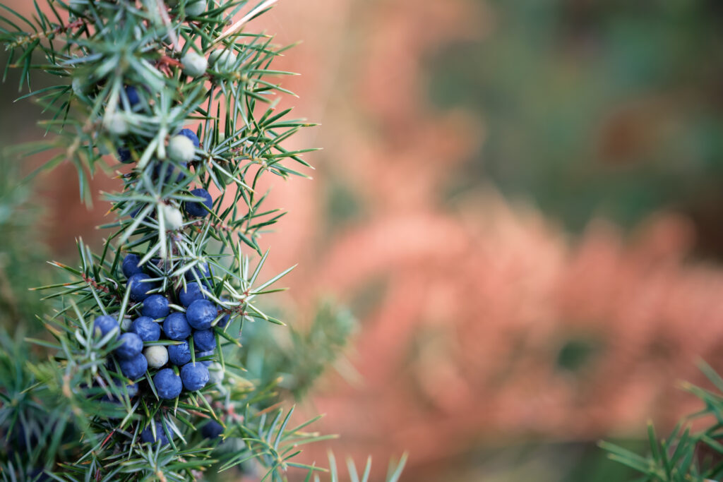 juniper-aromatherapy-and-astrology