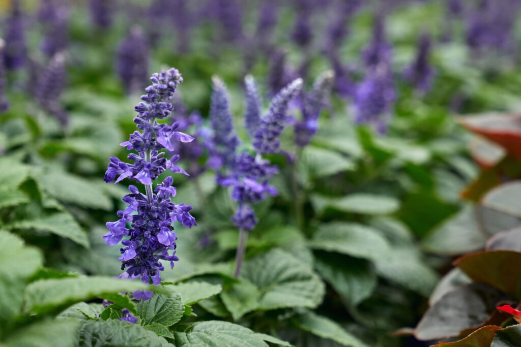 patchouli-for-aromatherapy-and-zodiac-signs