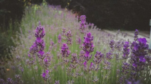 A sneak peak of where the core ingredient and inspiration for our lavender soap comes from 🤫😍
Did you know that lavender has anti-inflammatory properties and has the ability to quickly heal burns? It is also often used in aromatherapy as a stress relief supporting agent. 
When you plant your own lavender, you will feel its gorgeous scent literally all around. Especially during this time of the year when it starts blooming 💜
Even if you don't have a huge garden or a field to plant lavender in, you can choose a sort which is smaller in size and suitable for a balcony pot, for example. It is totally worth it! ☺️
Are you a fan of lavender as well? Do you prefer buying skincare products that have such a scent or ingredients? Or are you using lavender essential oils in your home diffuser for example? 💜